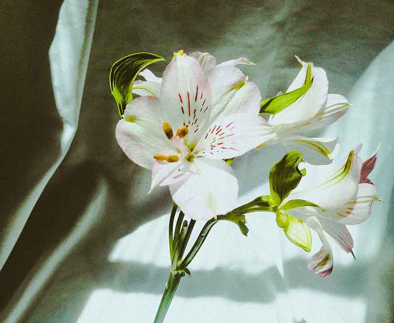pexels-photo-3410136.jpeg